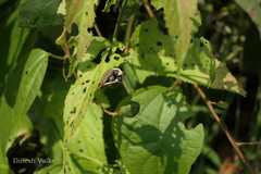 Thespesia lampas
